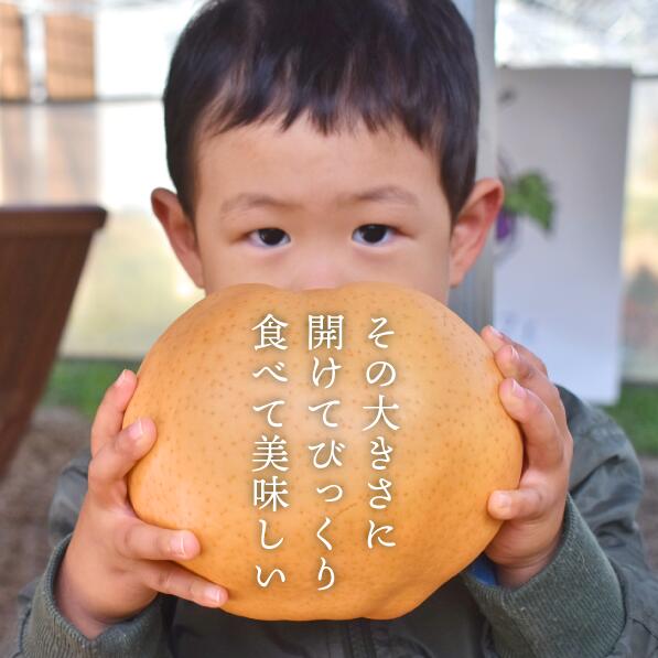 あたご梨 ご家庭用 / 約5kg (岡山県産) / あたご梨 愛宕梨 梨 ご家庭用 果物 くだもの フルーツ 和梨 【KF-C008-03】