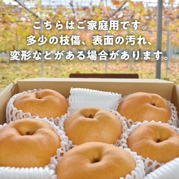 あたご梨 ご家庭用 / 約5kg (岡山県産) / あたご梨 愛宕梨 梨 ご家庭用 果物 くだもの フルーツ 和梨 【KF-C008-03】
