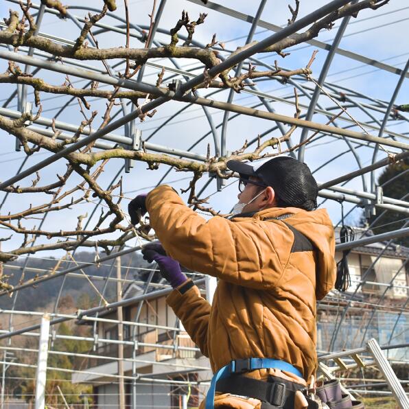 新高梨 ご家庭用 3-6玉 (岡山県産) 【KF-C020-01】