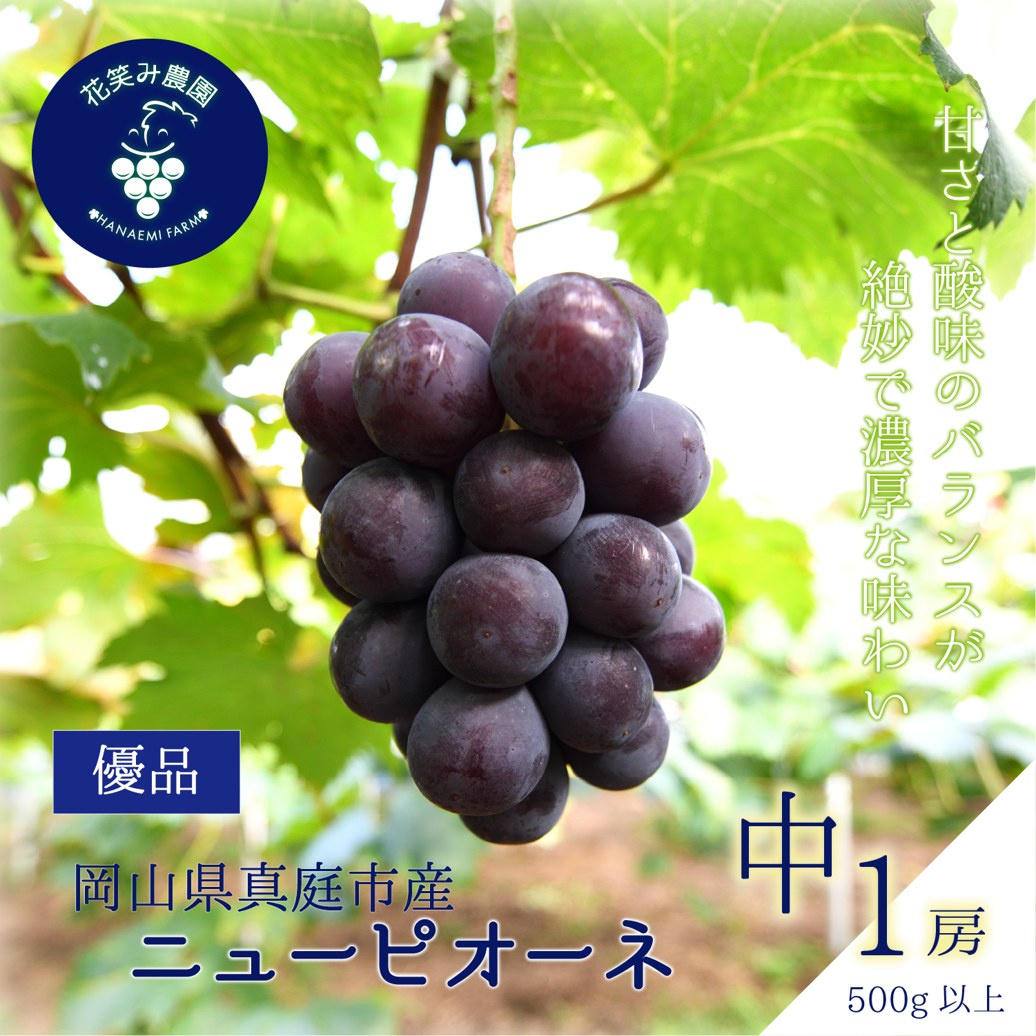 【2027年発送・先行予約】ニューピオーネ 500g以上(中1房) 種なし ｜岡山ピオーネ ピオーネ ぴおーね ぶどう 葡萄 ブドウ 果物 フルーツ 種無し 産地直送 【hana079-02】