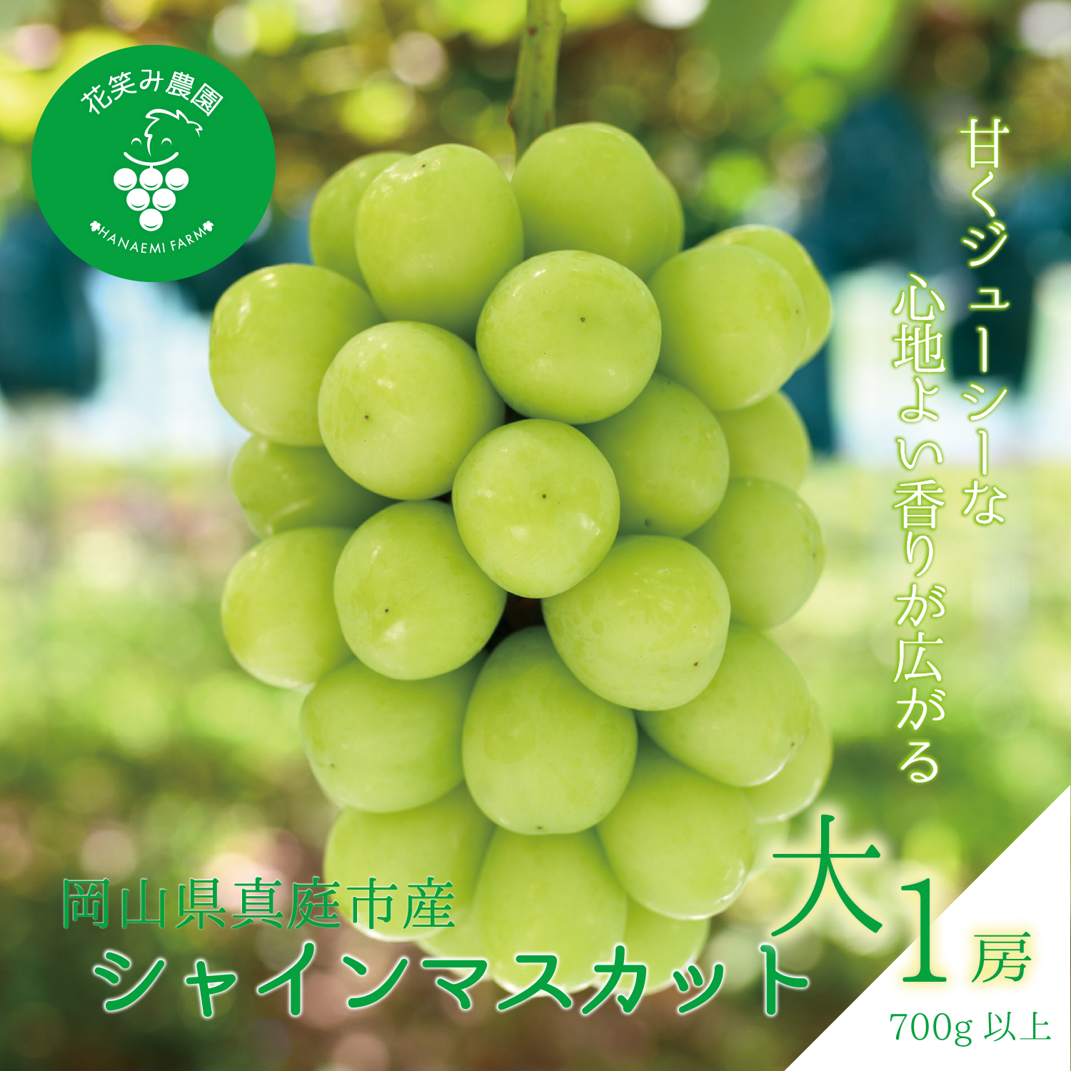 【2027年先行予約】除草剤不使用 700g以上(大１房） ぶどう シャインマスカット 葡萄 くだもの 果物 種なし 花笑み農園 【hana080-02】