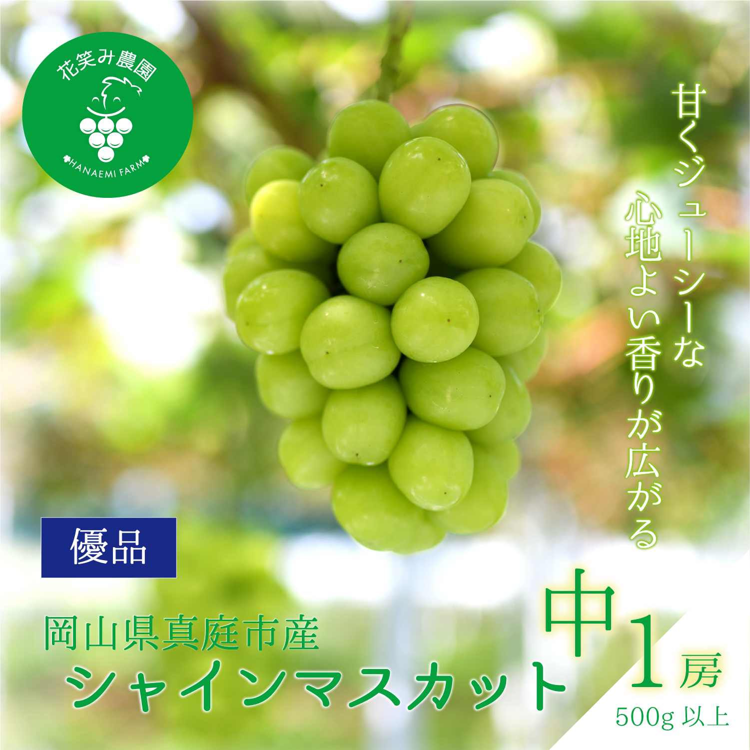 【2027年先行予約】除草剤不使用 500ｇ以上（大１房） ぶどう シャインマスカット 葡萄 くだもの 果物 種なし 花笑み農園 【hana081-02】