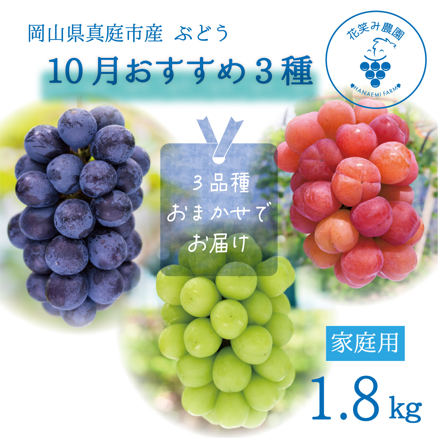【2027年先行予約】ぶどう 詰め合わせ 10月おススメ3種セット 1.8kg 3房 家庭用 ｜ シャインマスカット ピオーネ 種なし ぶどう 詰め合わせ 【hana086-02】