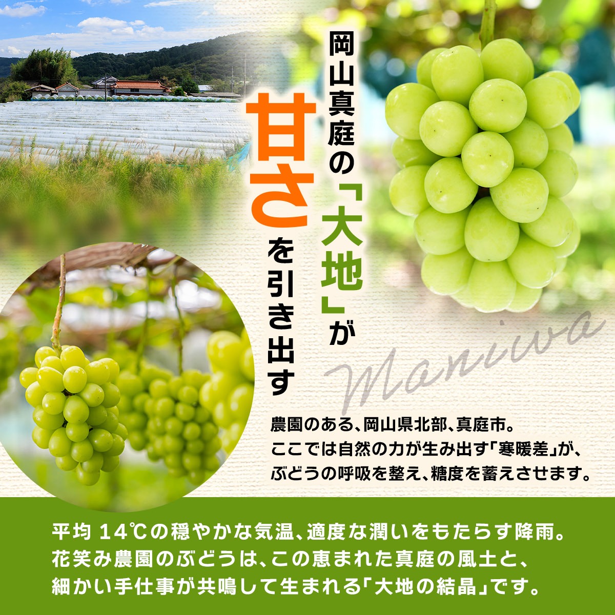 【2027年先行予約】ぶどう 詰め合わせ 10月おススメ3種セット 1.8kg 3房 家庭用 ｜ シャインマスカット ピオーネ 種なし ぶどう 詰め合わせ 【hana086-02】