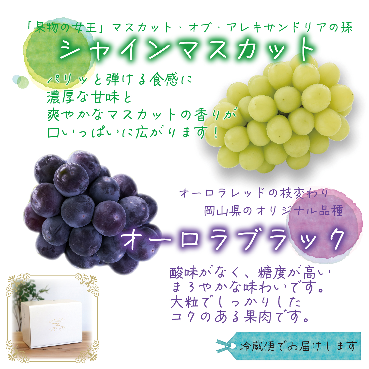 【2027年先行予約】 ぶどう 食べ比べ 2種セット 1kg 2房 シャインマスカット オーロラブラック ぶどう 葡萄 マスカット 果物 くだもの 【hana067-03】