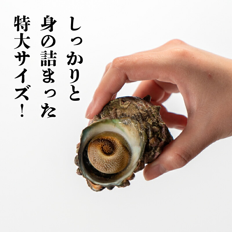 サザエ 1kg 冷凍 さざえ 刺身 つぼ焼き 貝 海鮮 BBQ バーベキュー 焼き 料理 グルメ 下関 北浦 産地直送 貝