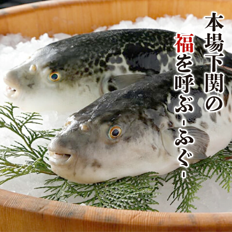 【とらふぐ刺身】【ふぐちり】セット ふぐひれ付き 3～4人前 冷蔵 (解凍出荷)