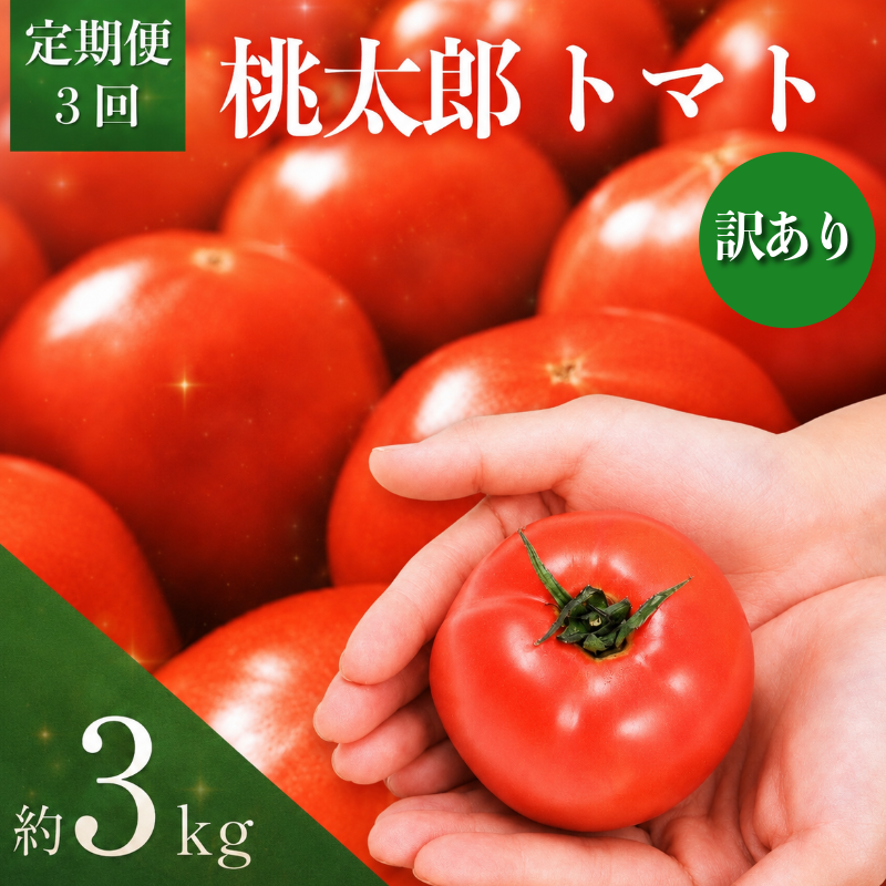 【2027年先行予約】定期便 3回  訳ありトマト 3kg とまと tomato 桃太郎トマト 野菜 果物 やさい  産地直送 農家直送 鮮度 新鮮 栄養 お弁当 サラダ ソース 調味料 ケチャップ