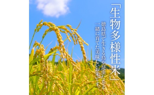 令和7年産 米 八分づき米  5kg 10kg 栽培期間中農薬不使用 米 玄米 お米 コメ こしひかり コシヒカリ ※ okome kome おむすび おにぎり 徳島県産 精米 徳島県 小松島市