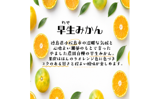 【先行予約】 【2026年10月下旬順次発送】 早生みかん 3kg ～ 5kg みかん 早生 柑橘 果物 くだもの フルーツ 国産 新鮮 甘い 農家直送 徳島県 小松島市