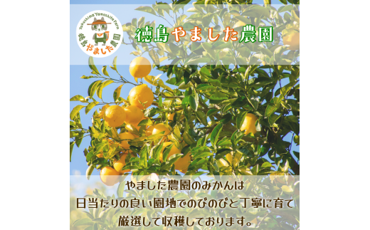 【先行予約】 【2026年10月下旬順次発送】 早生みかん 3kg ～ 5kg みかん 早生 柑橘 果物 くだもの フルーツ 国産 新鮮 甘い 農家直送 徳島県 小松島市