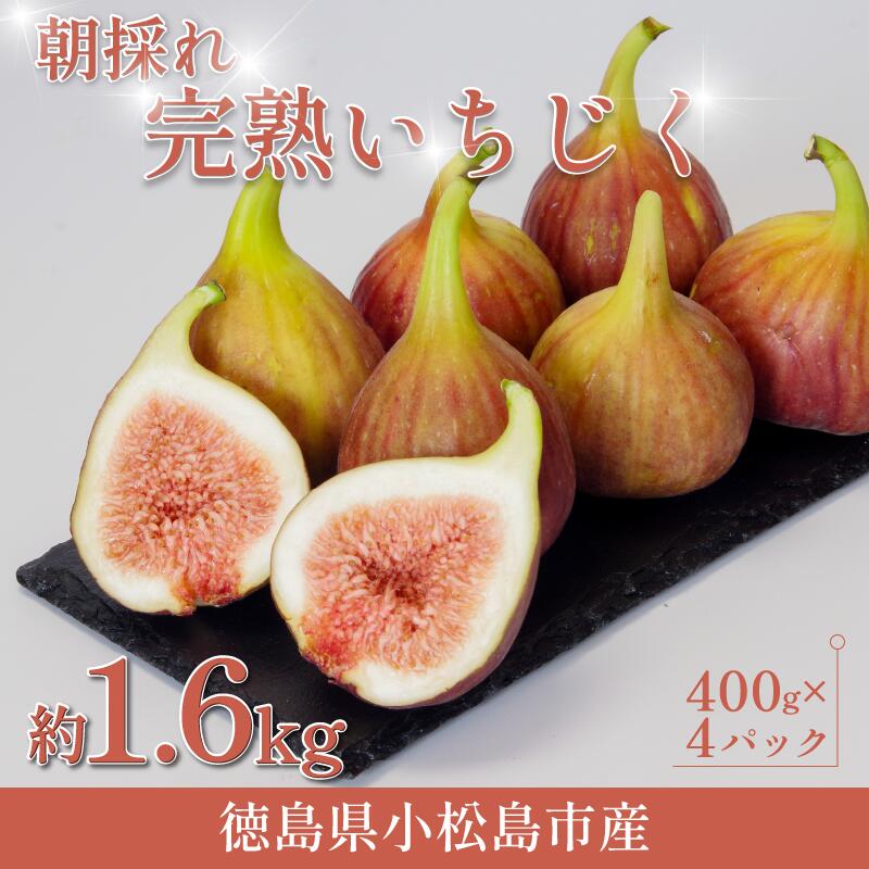 朝採れ 完熟 いちじく 1.6kg