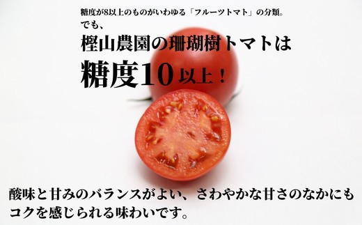 【2027年先行予約】 定期便 3回 トマト 1kg 珊瑚樹 Sサイズ 糖度 10 甘い トマト フルーツトマト 野菜 やさい 国産 産地直送 旬 新鮮 ソース 調味料 ケチャップ サラダ 美容 健康