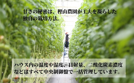 トマト 2027年先行予約 フルーツ トマト 1kg Sサイズ 20個 - 24個 糖度 10以上 冷蔵 野菜 ギフト プレゼント 贈答 缶 トマトジュース サラダ パスタ 鍋 フルーツ