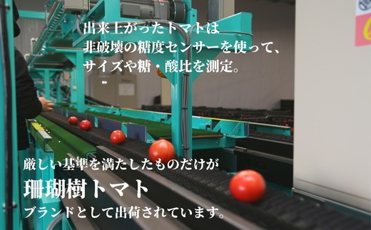 トマト 2027年先行予約 フルーツ トマト 1kg Sサイズ 20個 - 24個 糖度 10以上 冷蔵 野菜 ギフト プレゼント 贈答 缶 トマトジュース サラダ パスタ 鍋 フルーツ