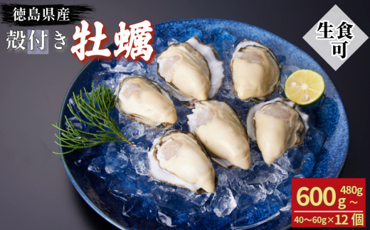 牡蠣 かき カキ 生ガキ 12個 計480g~600g 生食用 殻付きかき 数量限定 オイスター 貝柱 殻付牡蠣 生牡蠣 蒸し焼き 焼き牡蠣 カンカン焼き 加熱用牡蠣 海鮮 海の幸 魚介類 魚貝類 殻