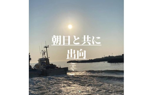 【漁師が獲れたて即加工！】しらす 1kg 朝どれ 大容量 水揚げ 釜揚げ しらす丼 魚介 シーフード 特産品 海産物 新鮮 惣菜  国産 鮮度 ふるさと納税 採れたて 安全 安心 カルシウム 徳島県