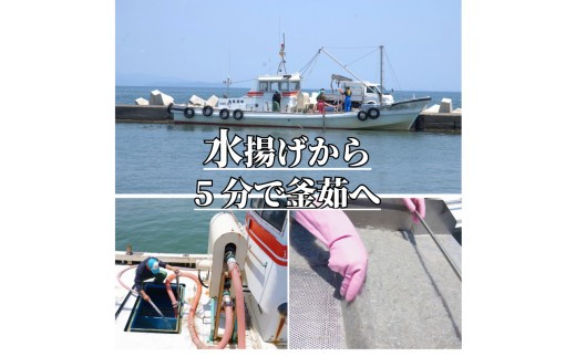 【漁師が獲れたて即加工！】しらす 1kg 朝どれ 大容量 水揚げ 釜揚げ しらす丼 魚介 シーフード 特産品 海産物 新鮮 惣菜  国産 鮮度 ふるさと納税 採れたて 安全 安心 カルシウム 徳島県