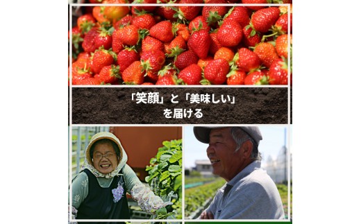 【2027年1月より順次発送】いちご さちのか 大粒 2パック ( 1パック 約400g前後 ) 計約800g前後 ビッグサイズ 特選 朝採れ 産地直送 季節限定 ブランド 苺 旬 産地 直送 期間限