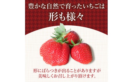 【2027年1月より順次発送】いちご さちのか 大粒 2パック ( 1パック 約400g前後 ) 計約800g前後 ビッグサイズ 特選 朝採れ 産地直送 季節限定 ブランド 苺 旬 産地 直送 期間限