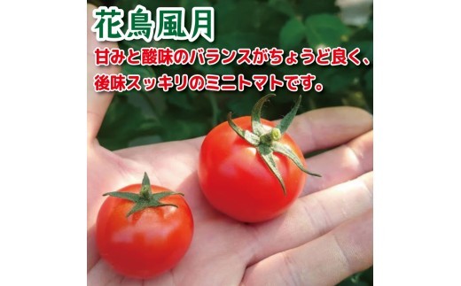 【選べるお届け月】 ミニトマト 1kg 花鳥風月 先行予約 トマト 水耕栽培 爽やか 甘い 野菜 やさい 国産 産地直送 数量限定 旬 フレッシュトマト 生野菜 新鮮 ソース 調味料 ケチャップ サラ