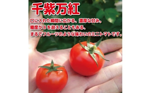 【選べるお届け月】 ミニトマト 1kg 千紫万紅 先行予約 トマト 水耕栽培 甘い 野菜 やさい 国産 産地直送 数量限定 旬 フレッシュトマト 生野菜 新鮮 ソース 調味料 ケチャップ サラダ 美容