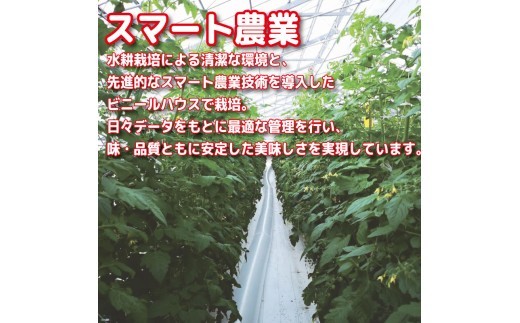 【選べるお届け月】 ミニトマト 1kg 千紫万紅 先行予約 トマト 水耕栽培 甘い 野菜 やさい 国産 産地直送 数量限定 旬 フレッシュトマト 生野菜 新鮮 ソース 調味料 ケチャップ サラダ 美容