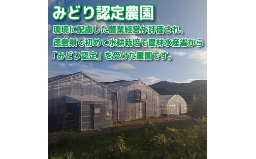 【選べるお届け月】 ミニトマト 1kg 千紫万紅 先行予約 トマト 水耕栽培 甘い 野菜 やさい 国産 産地直送 数量限定 旬 フレッシュトマト 生野菜 新鮮 ソース 調味料 ケチャップ サラダ 美容