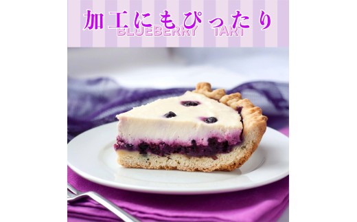 訳あり ブルーベリー 冷凍 約 1kg~2kg 大粒 産地直送 フルーツ ブルーベリー 新鮮 人気 果物 おすすめ フルーツ 四国 徳島 小松島 【送料無料】 産地 直送 新鮮 夏 アイス シャーベット ソフ