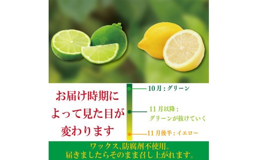 【先行予約】 【2026年10月上旬順次発送】 レモン 1.2kg (10～12個)  レモン れもん 檸檬 柑橘 フルーツ 果物 完熟 国産 ノーワックス 農家直送 新鮮 果汁 レモンサワー  お酒