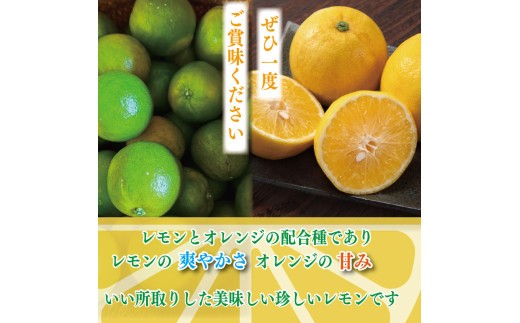 【先行予約】 【2026年10月上旬順次発送】 スイートレモネード 1.2kg (10～12個)  レモン れもん 檸檬 柑橘 フルーツ 果物 完熟 国産 ノーワックス 農家直送 新鮮 果汁 レモンサ