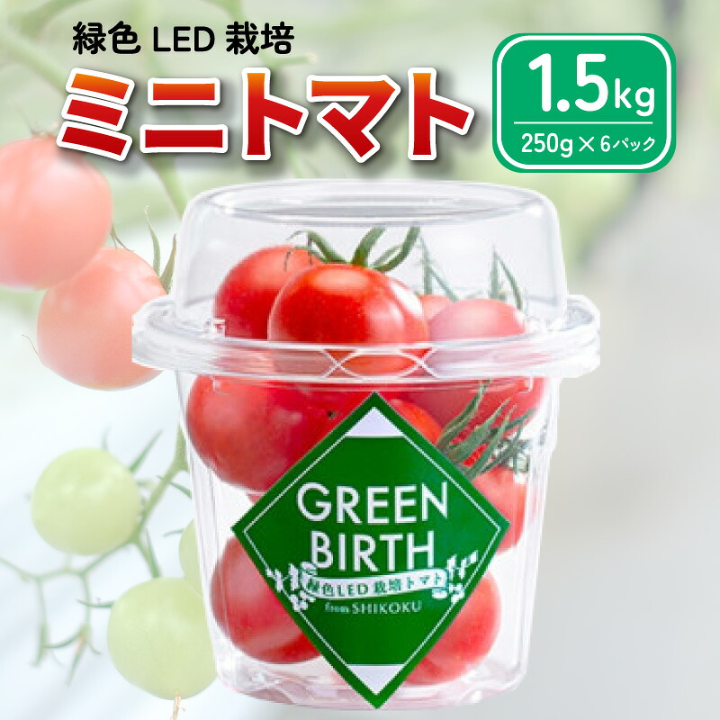 トマト ミディトマト 1.5kg