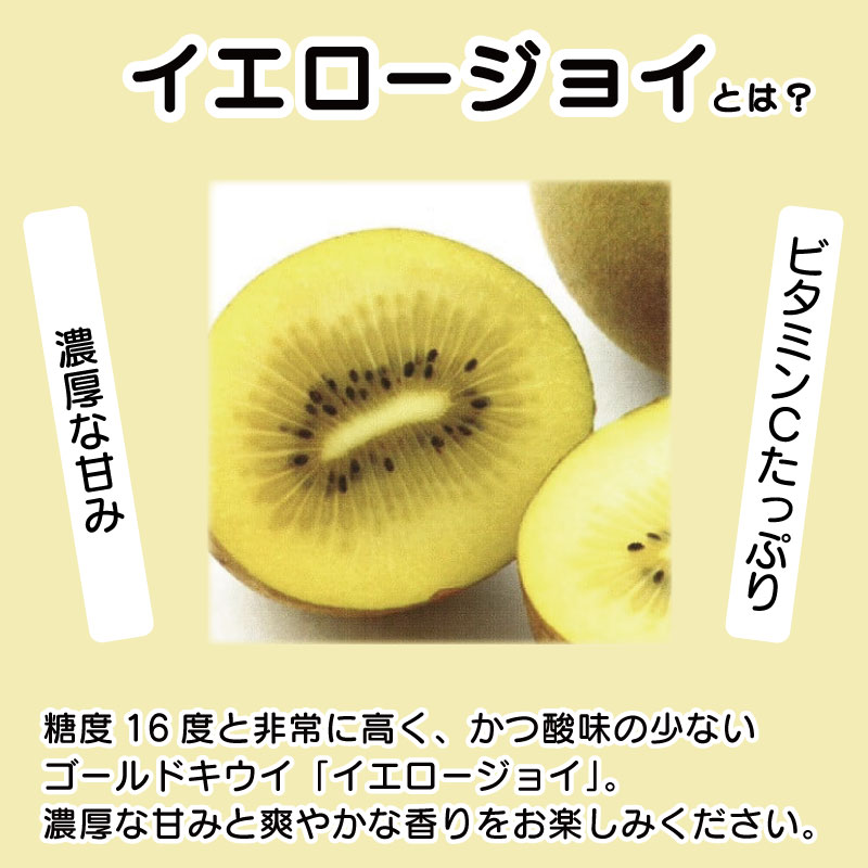 訳あり キウイ ゴールドキウイ 選べる 容量 約2.1kg~3.6kg S~Mサイズ イエロージョイ 先行予約 糖度 16度 キウイフルーツ