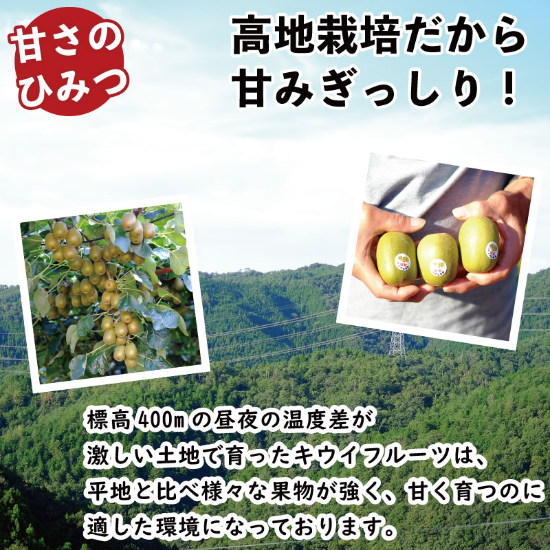 訳あり キウイ ゴールドキウイ 選べる 容量 約2.1kg~3.6kg S~Mサイズ イエロージョイ 先行予約 糖度 16度 キウイフルーツ