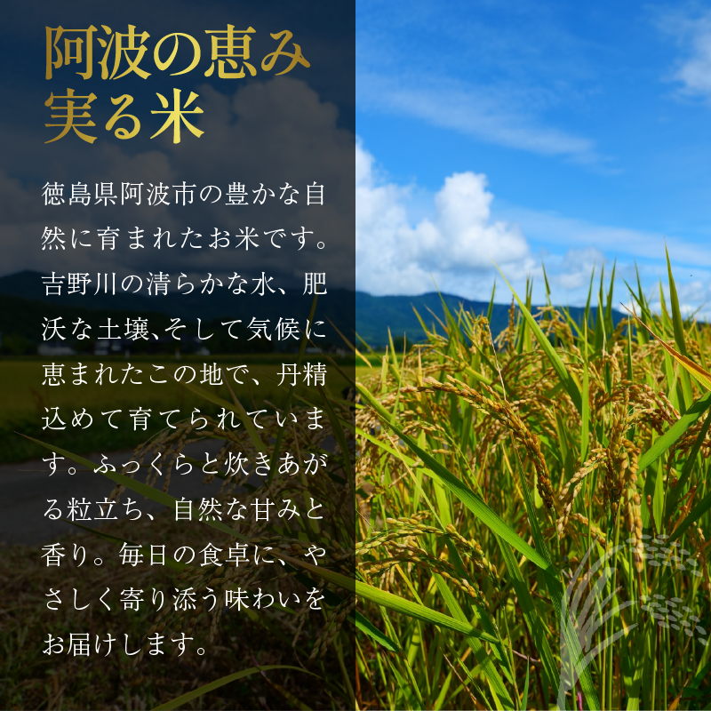 コシヒカリ 選べる容量 5kg~20kg 単品 定期便 令和8年産 米 こめ ご飯 ごはん おにぎり 白米 精米 新米 卵かけご飯 食品 お取り寄せ グルメ 送料無料 徳島県 阿波市