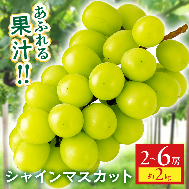 シャインマスカット 約2kg_mk006-151