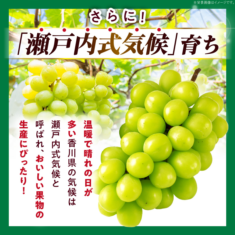 シャインマスカット 1房(約600g以上)化粧箱入り_mk006-148