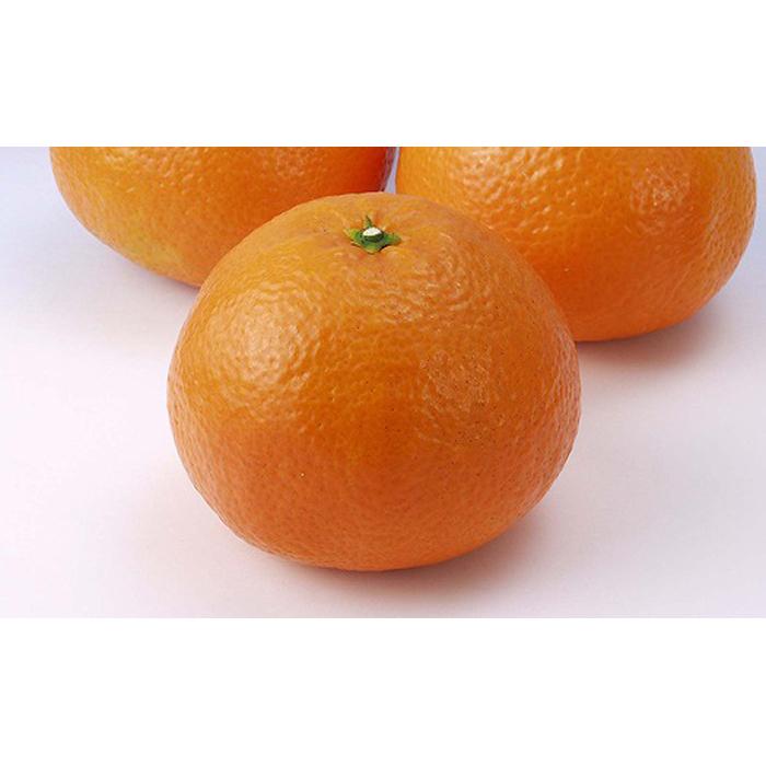 伊予柑 4kg 【2027年1月下旬から発送予定】 | 愛媛 中島産 いよかん みかん 柑橘 伊予柑 いよかん みかん かんきつ mikan フルーツ 果物 くだもの 愛媛県 松山市