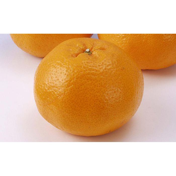 はるみ 4kg 希望の島 【2027年2月中旬から発送予定】 | みかん かんきつ 柑橘 果物 くだもの ふるーつ 蜜柑 ミカン mikan フルーツ 中島 グルメ お取り寄せ 期間限定 愛媛県 松山