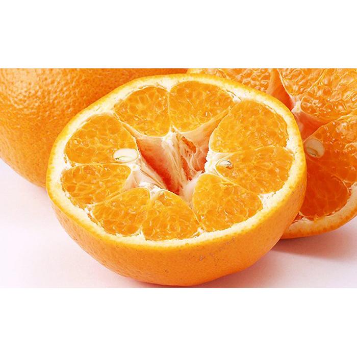 はるみ 4kg 希望の島 【2027年2月中旬から発送予定】 | みかん かんきつ 柑橘 果物 くだもの ふるーつ 蜜柑 ミカン mikan フルーツ 中島 グルメ お取り寄せ 期間限定 愛媛県 松山
