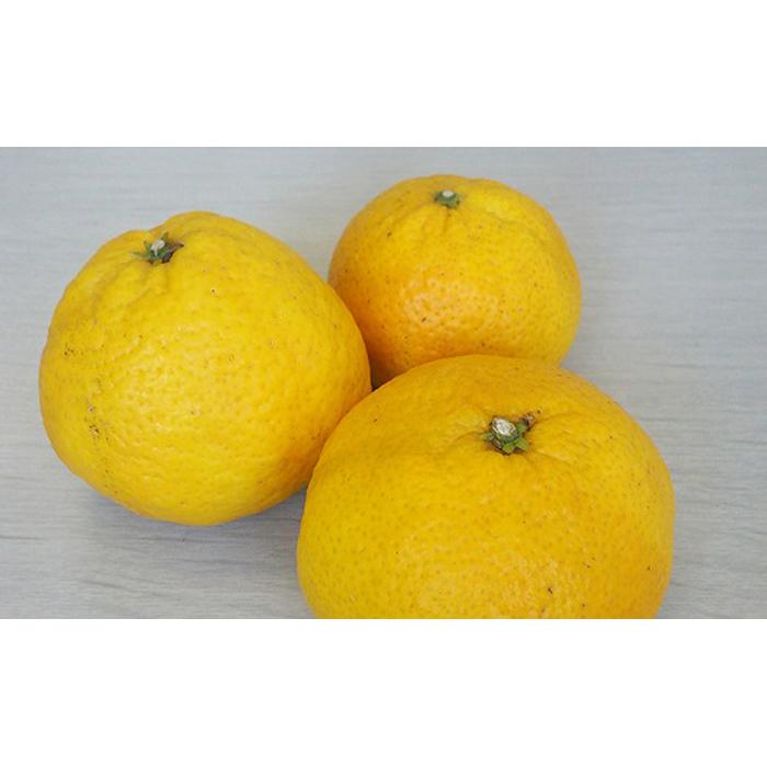 媛小春 2kg 希望の島 【2027年3月上旬頃から順次発送】 | みかん 愛媛 ひめこはる 柑橘 果物 フルーツ かんきつ ふるーつ mikan ミカン 蜜柑 オレンジ orange おれんじ