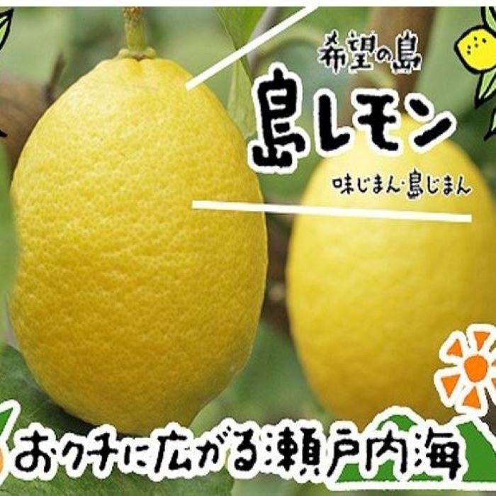 レモン 3kg 希望の島 【2026年10月中旬頃から順次発送】  | 愛媛 中島産 柑橘  レモン 国産レモン 中島レモン 松山市産レモン 島のレモン 檸檬 れもん 柑橘 果物 フルーツ ふるーつ