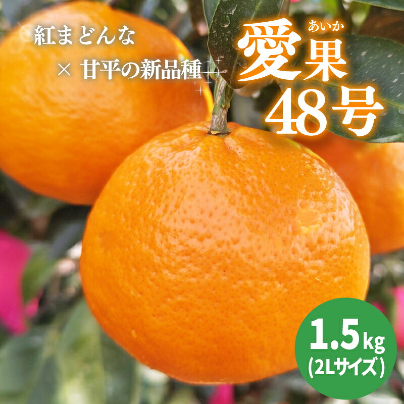 【2027年3月下旬から発送予定】 あいか 愛果48号 約 1.5kg 6玉 特選品 期間限定 |愛媛 松山 みかん ミカン mikan 果物 フルーツ 柑橘 果実 先行予約 中島産 柑橘