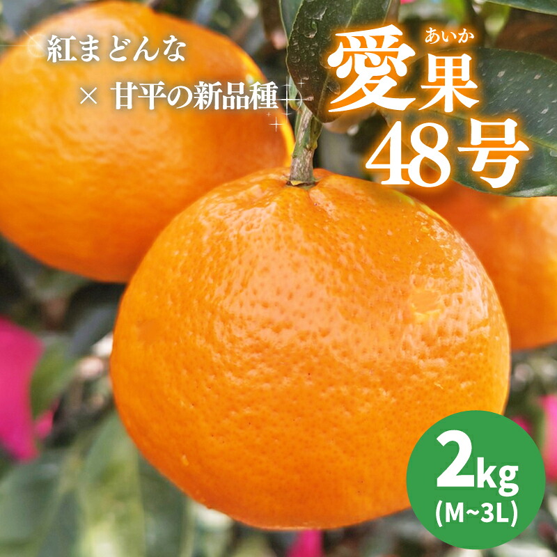 【2027年3月下旬から発送予定】 あいか 愛果48号 2kg 家庭用 期間限定 愛媛県産 みかん 蜜柑 オレンジ 柑橘 果物 フルーツ 家庭用 おすすめ みかん オススメみかん 愛媛県 松山市