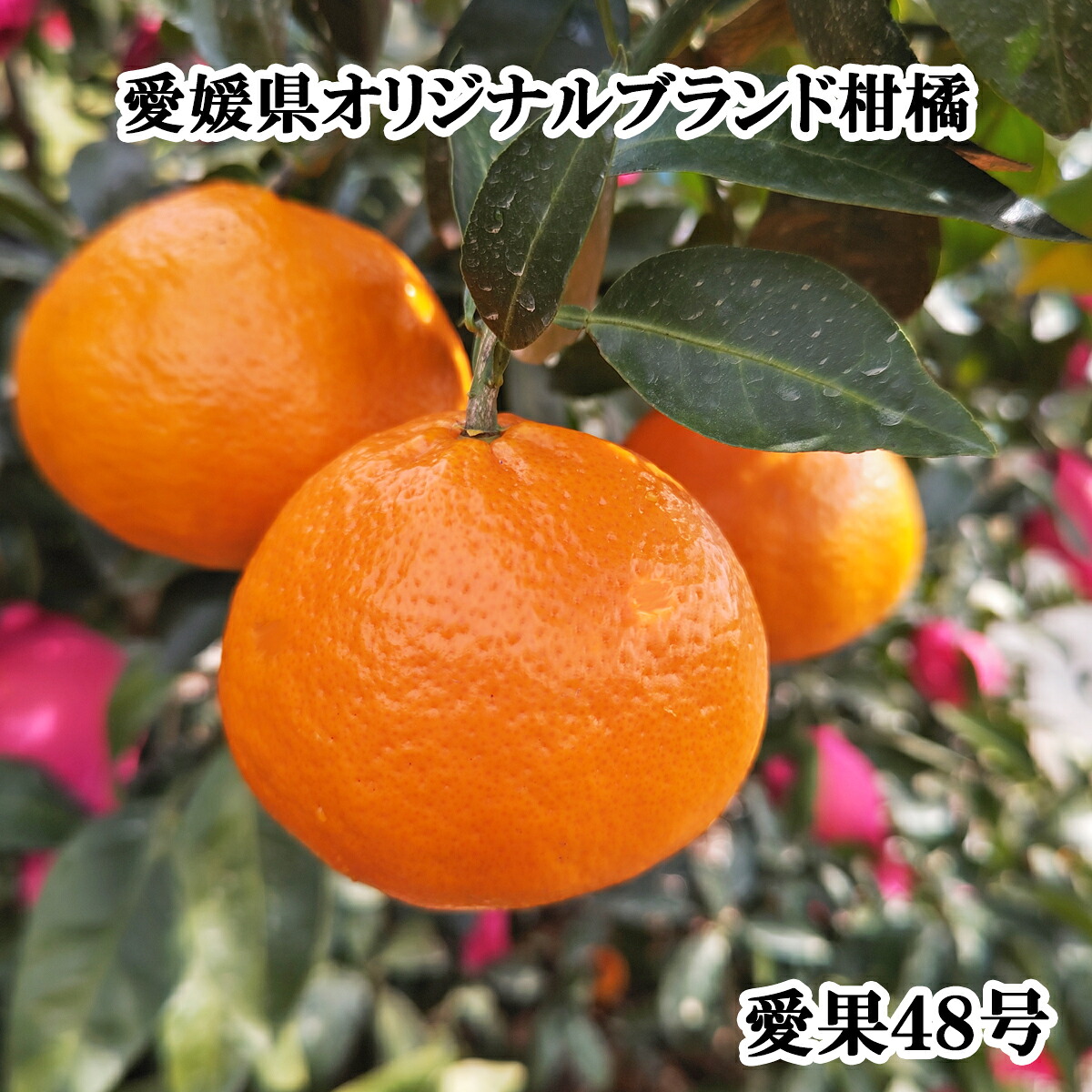 【2027年3月下旬から発送予定】 あいか 愛果48号 2kg 家庭用 期間限定 愛媛県産 みかん 蜜柑 オレンジ 柑橘 果物 フルーツ 家庭用 おすすめ みかん オススメみかん 愛媛県 松山市