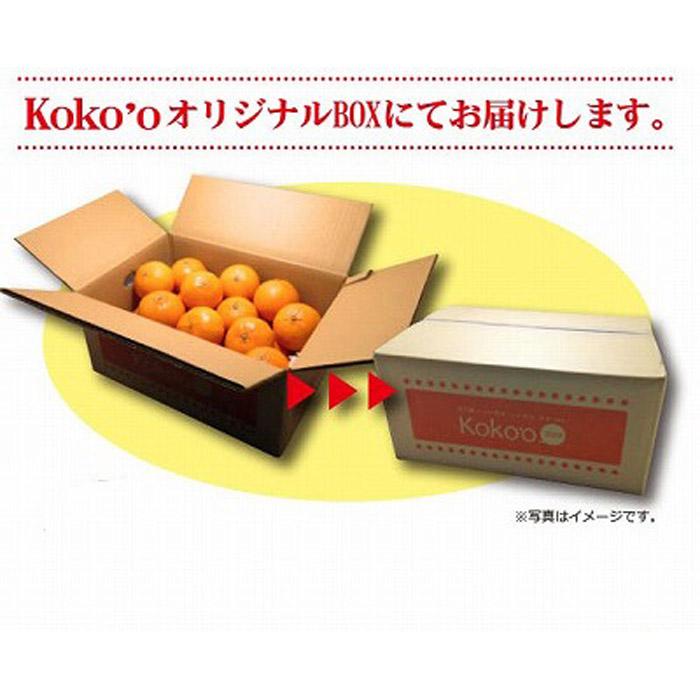 【2027年3月中旬頃から順次発送】 ブラッドオレンジ<家庭用・優品>約5kg