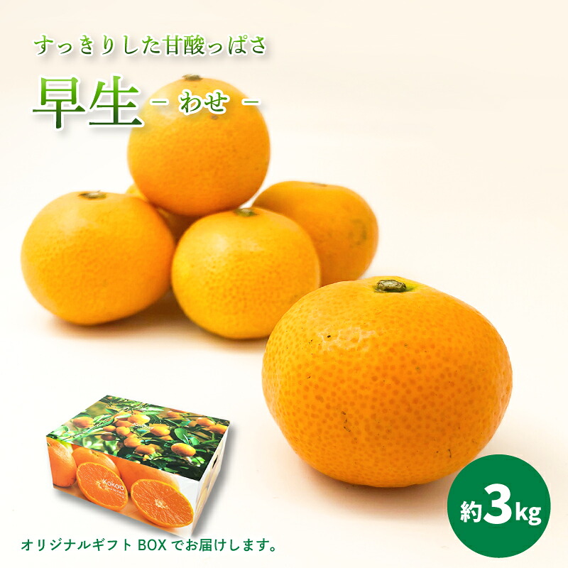 【2026年11月中旬頃から順次発送】 温州みかん 「 早生 」< 秀品 > 約3kg 【 ギフトBOX 入り 】| 果物 フルーツ みかん ミカン 温州みかん 柑橘 柑橘類 愛媛県 松山市