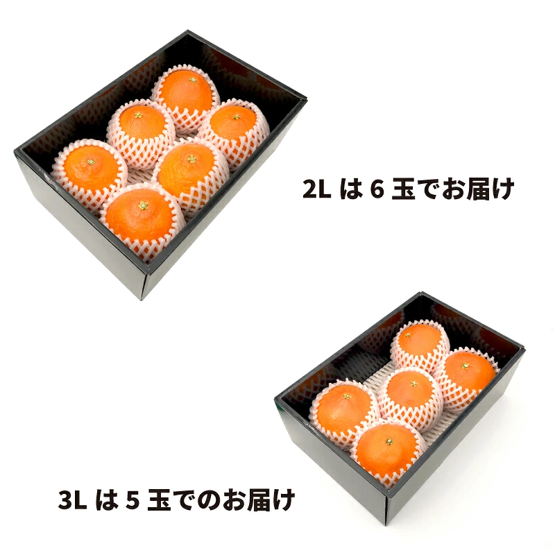 【2027年2月中旬頃から順次発送】 せとか ＜秀品＞(2L-3L / 5-6玉）約1.5kg 贈答用化粧箱入り | みかん せとか 秀品 愛媛県 松山市 おすすめ 松山市産せとか