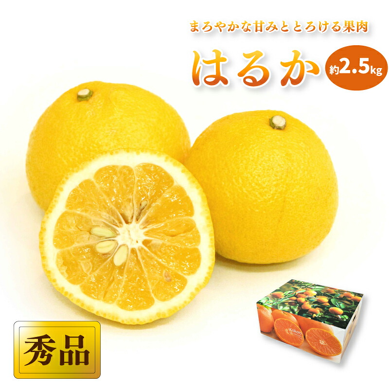 【2027年2月中旬頃から順次発送】はるか ＜秀品＞約2.5kg (M-Lサイズ) ギフトBOX入り | みかん ミカン mikan 果物 フルーツ 柑橘 果実 はるか 秀品  贈答箱 松山市 愛媛県