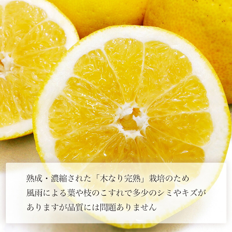 【2027年4月上旬頃から発送】 河内晩柑 優品 家庭用 約3kg | 和製グレープフルーツ 木成り熟成 爽やか みかん ミカン 蜜柑 甘い 酸味 数量限定 期間限定 愛媛県産 甘み 香り
